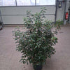 Portugiesischer Kirschlorbeer Prunus lusitanica 'Angustifolia'