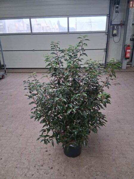 Portugiesischer Kirschlorbeer Prunus lusitanica 'Angustifolia'