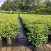 Portugiesischer Kirschlorbeer Prunus lus. Angustifolia