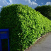 Prunus laurocerasus 'Rotundifolia'