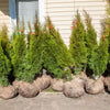 Lebensbaum Smaragd – Thuja occidentalis ‚Smaragd‘
