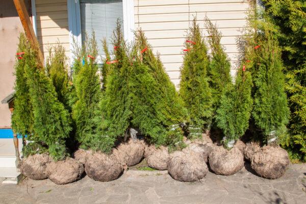 Lebensbaum Smaragd – Thuja occidentalis ‚Smaragd‘