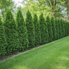Lebensbaum Smaragd – Thuja occidentalis ‚Smaragd‘