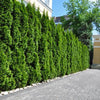 Thuja Smaragd