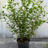 Portugiesischer Kirschlorbeer (125-150cm) im Topf