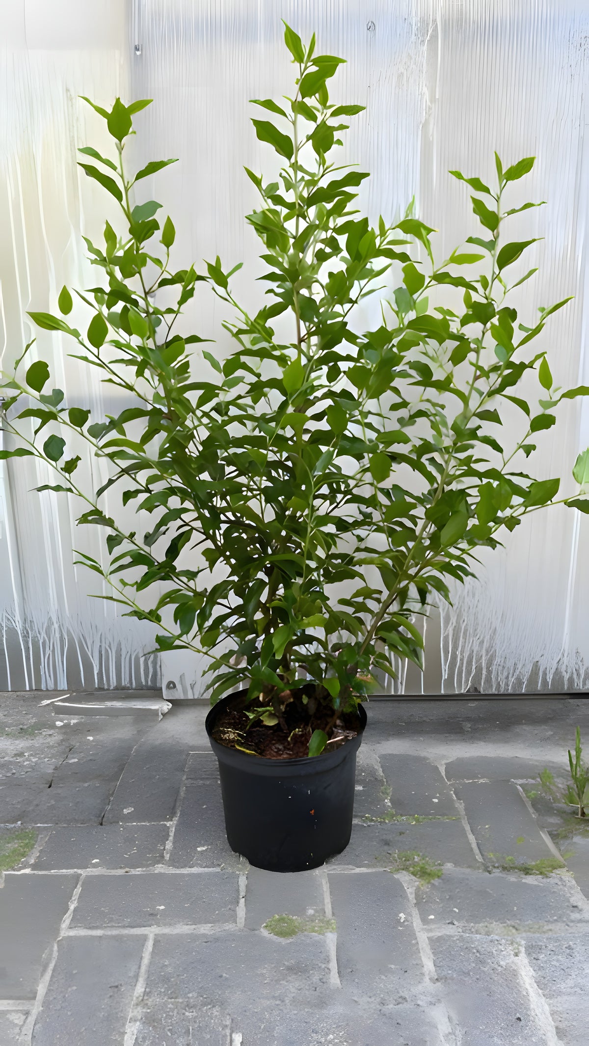 Portugiesischer Kirschlorbeer (125-150cm) im Topf