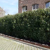 Portugiesischer Kirschlorbeer Hecke Prunus lusitanica ‘Angustifolia’