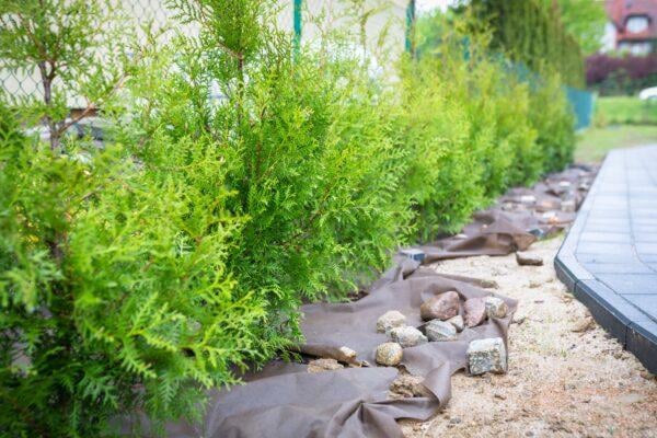 Thuja 