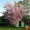 Japanische Zierkirsche 'Prunus serrulata Kanzan'