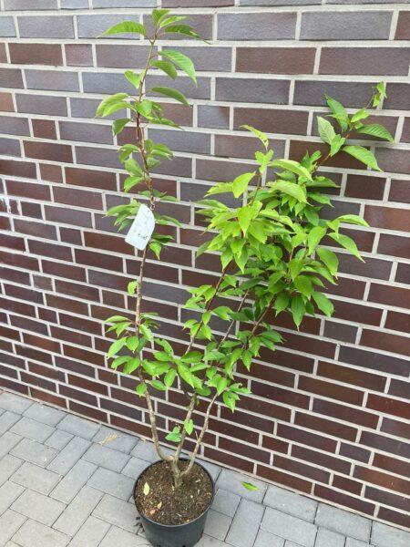 Japanische Zierkirsche 'Prunus serrulata Kanzan'