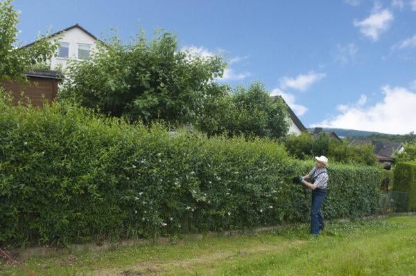 Mann schneidet Hecke