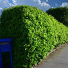 Grünzaun aus Kirschlorbeer (Prunus laurocerasus)