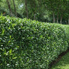 Kirschlorber Prunus laurocerasus