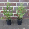1st. Mammutbaum im Topf 15 - 25cm