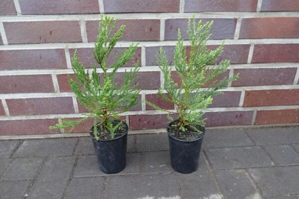 1st. Mammutbaum im Topf 15 - 25cm