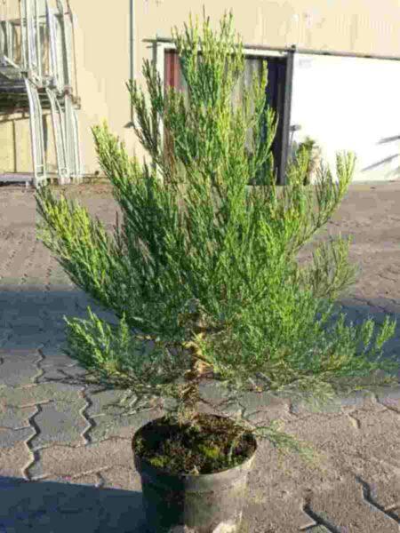 Pflanze im Topf