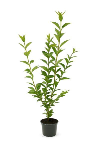 Wintergrüner Liguster Atrovirens (80-120cm) im 3L Topf XXL Buschig