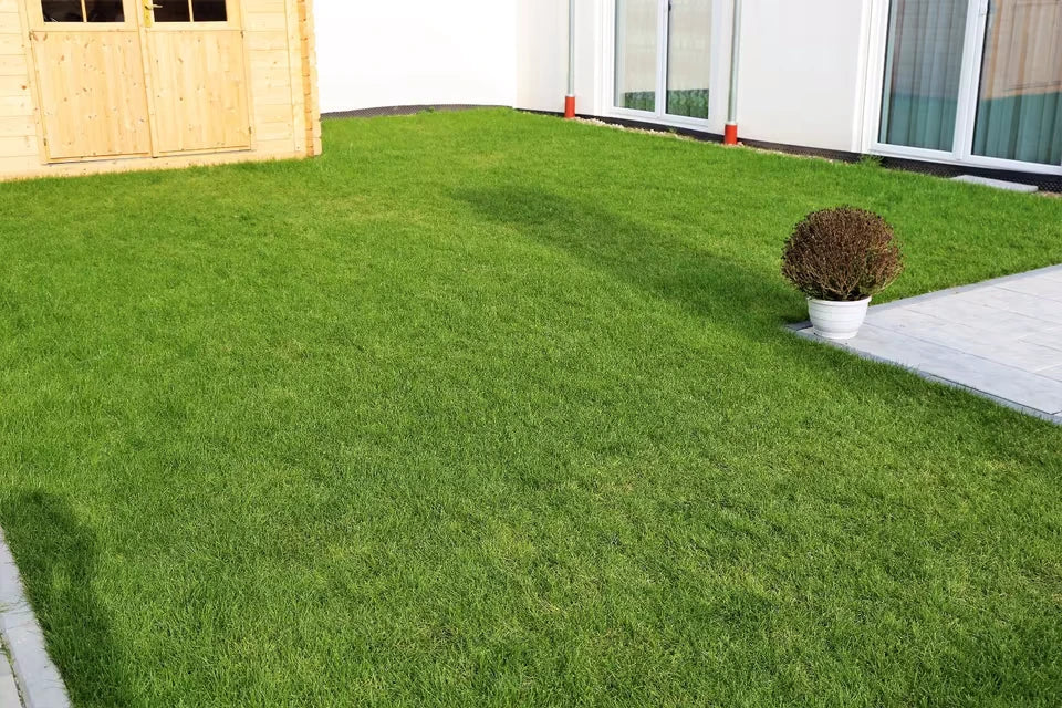 Premium - Rollrasen bestellen