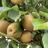 Nashi-Birne "Kumoi"