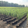 Pfirsich Prunus Persica "Canbrils"