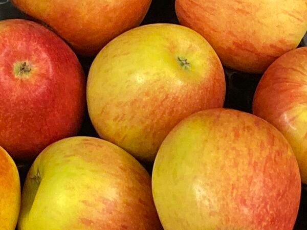 Apfel "Cox Orange"