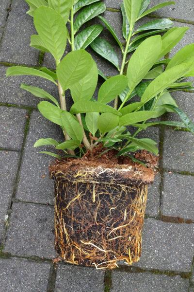 Kirschlorbeer Genolia®140-160cm Buschig XXL im großem 7,5L Topf