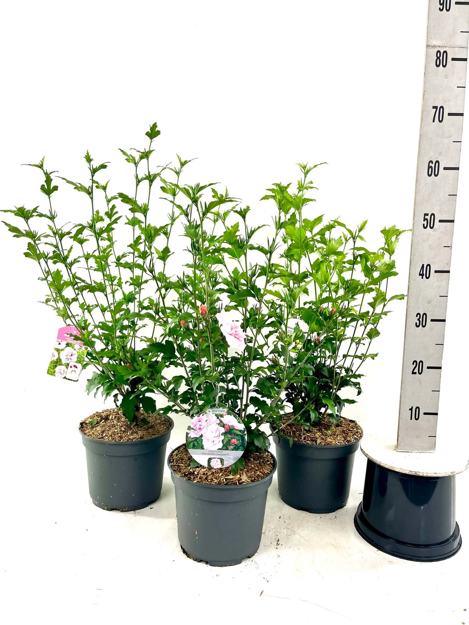 Hibiscus syriacus 'Blue Chiffon'