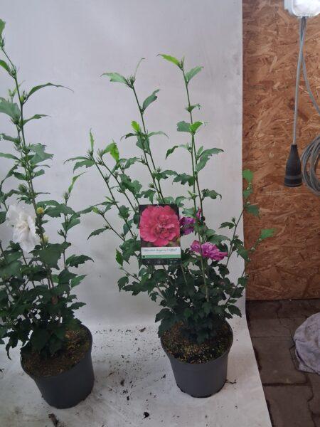 Blue Chiffon Lavender Chiffon White Chiffon Woodbridge