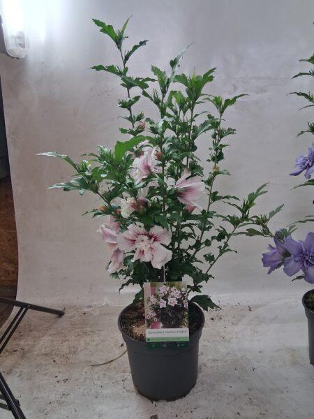 Blue Chiffon Lavender Chiffon White Chiffon Woodbridge