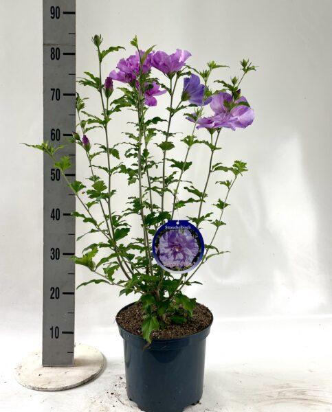 Blue Chiffon Lavender Chiffon White Chiffon Woodbridge