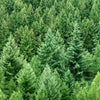 Weisstanne Abies Alba