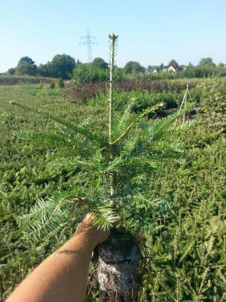 Weisstanne im Topf 25-50cm