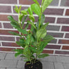 Kirschlorbeer "Rotundifolia" (70-80 cm) im Topf