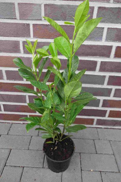 Kirschlorbeer "Rotundifolia" (70-80 cm) im Topf