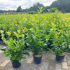 Kirschlorbeer_Prunus