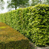 Fagus sylvatica