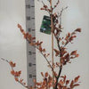 Rotbuche Fagus sylvatica