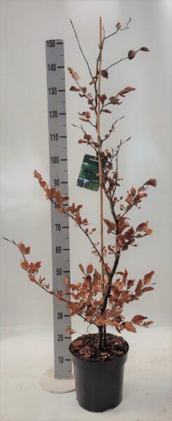 Rotbuche Fagus sylvatica