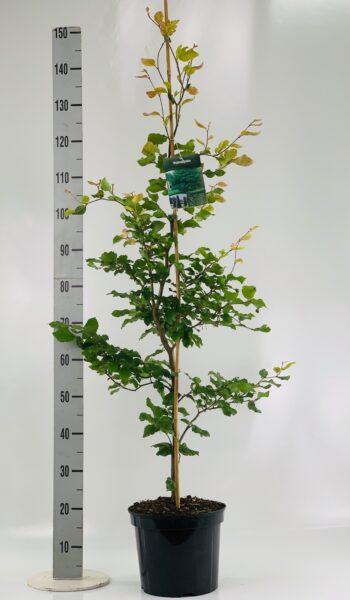 Rotbuche Fagus sylvatica