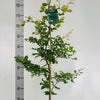 Rotbuche Fagus sylvatica