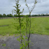 Hainbuche (170 - 200 cm) im 5L Topf Carpinus betulus Buschig XXL