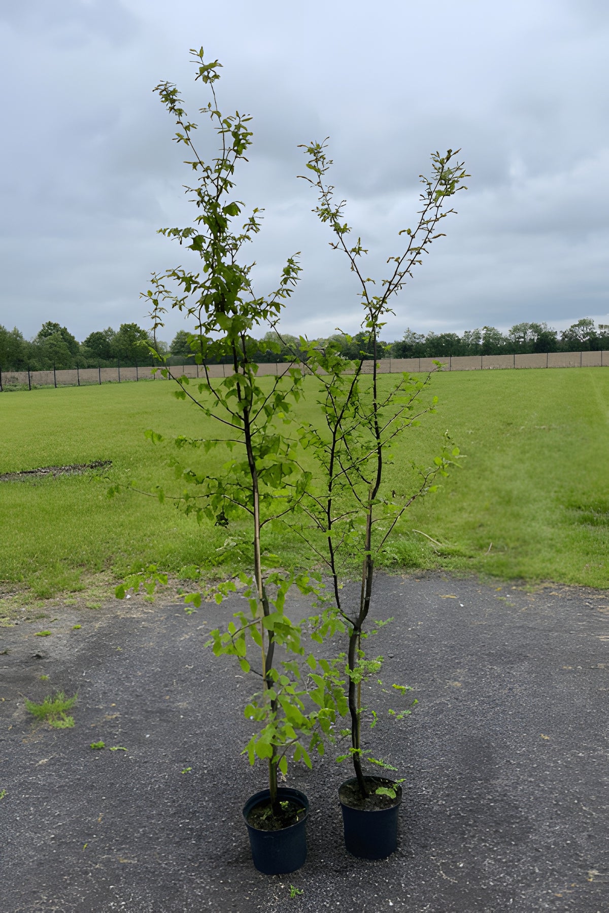 Hainbuche (170 - 200 cm) im 5L Topf Carpinus betulus Buschig XXL