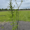 Hainbuche (170 - 200 cm) im 5L Topf Carpinus betulus Buschig XXL