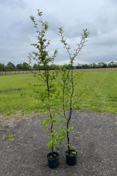 Hainbuche (170 - 200 cm) im 5L Topf Carpinus betulus Buschig XXL