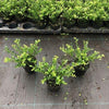 Ilex crenata