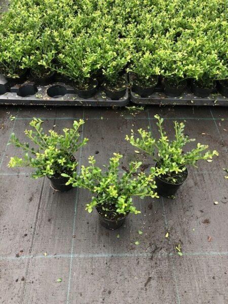Ilex crenata