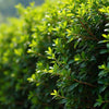 Ilex crenata