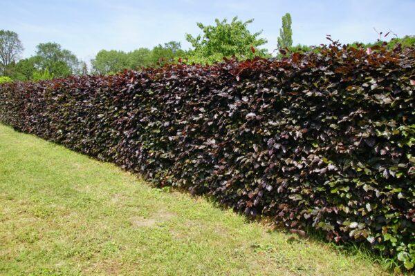 Fagus sylvatica 'Purpurea'