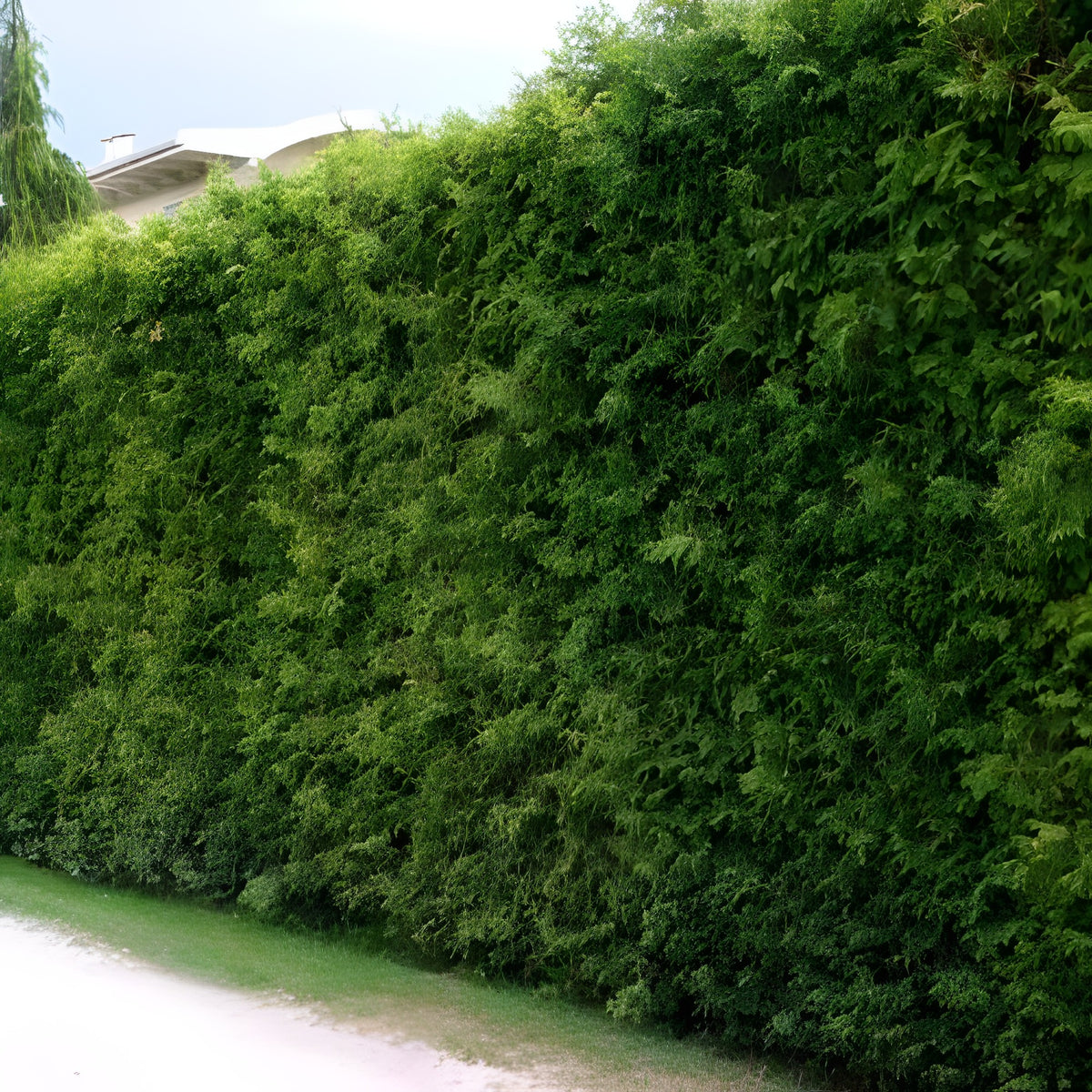 Thuja Brabant