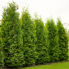 Thuja occidentalis Brabant“ Lebensbaum